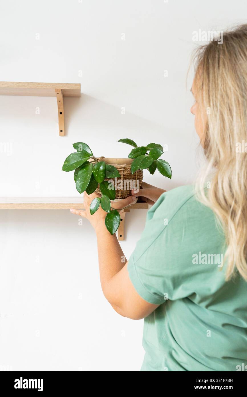 Frau arrangierte die Zimmerpflanze Hoya auf Holzregal in einem minimalistischen Zimmer. Umweltfreundliche Einrichtung eines modernen Hauses, grünes Hobby, Liebe zu Pflanzen Stockfoto