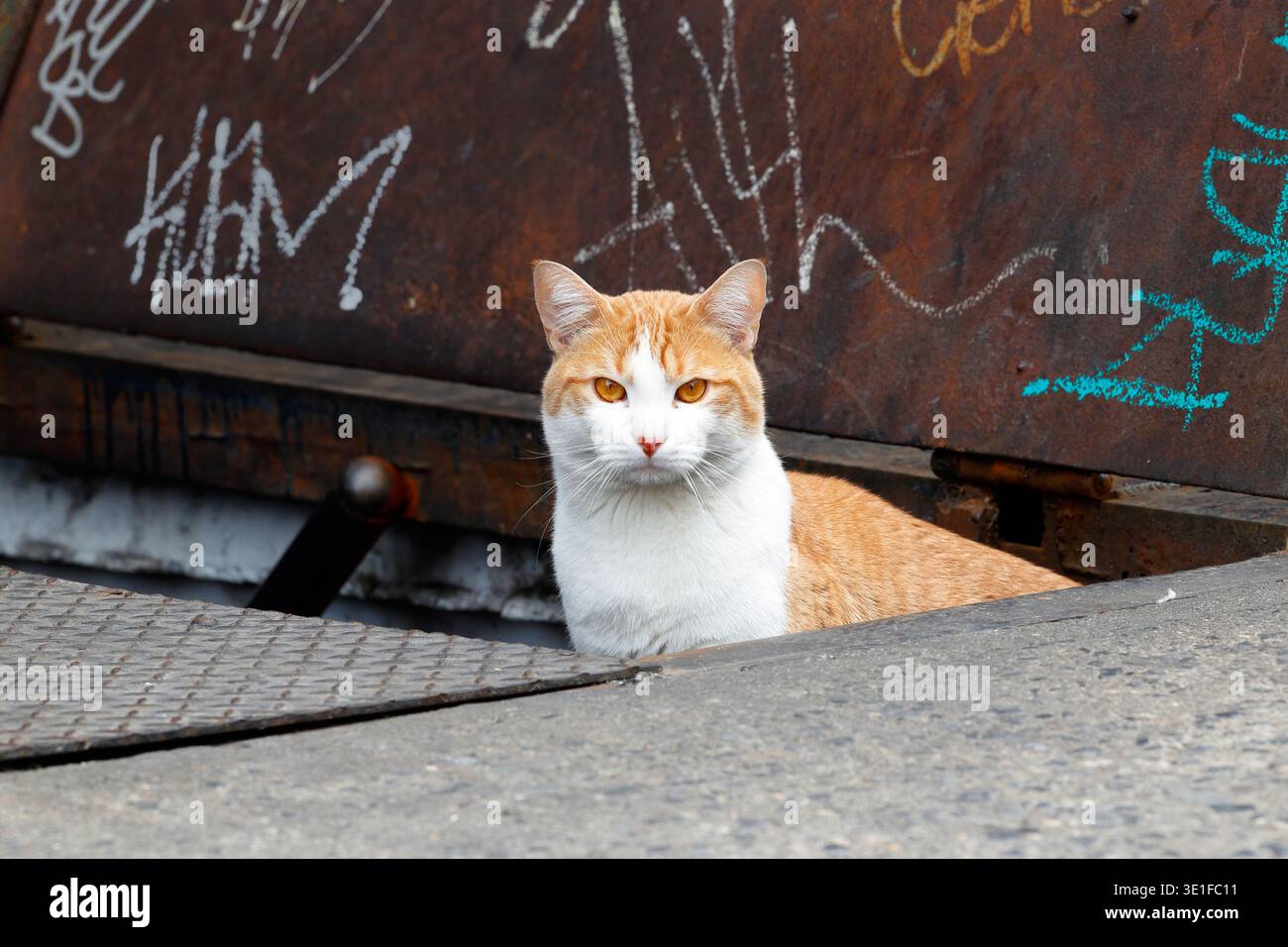 Eine orange-weiße Katze (Felis catus) mit orangen Augen, die in einer Kellertreppe in einer städtischen Umgebung sitzt. Stockfoto