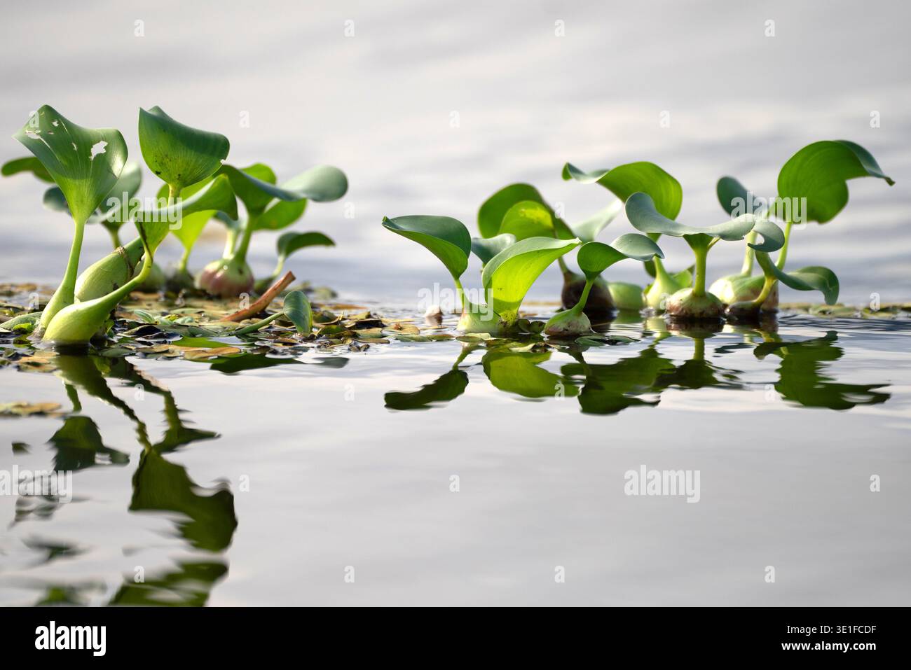 Südamerika, Brasilien, Amazon, Amazonas Regenwald, Amazonas River, Vegetation im Amazonasfluss Stockfoto