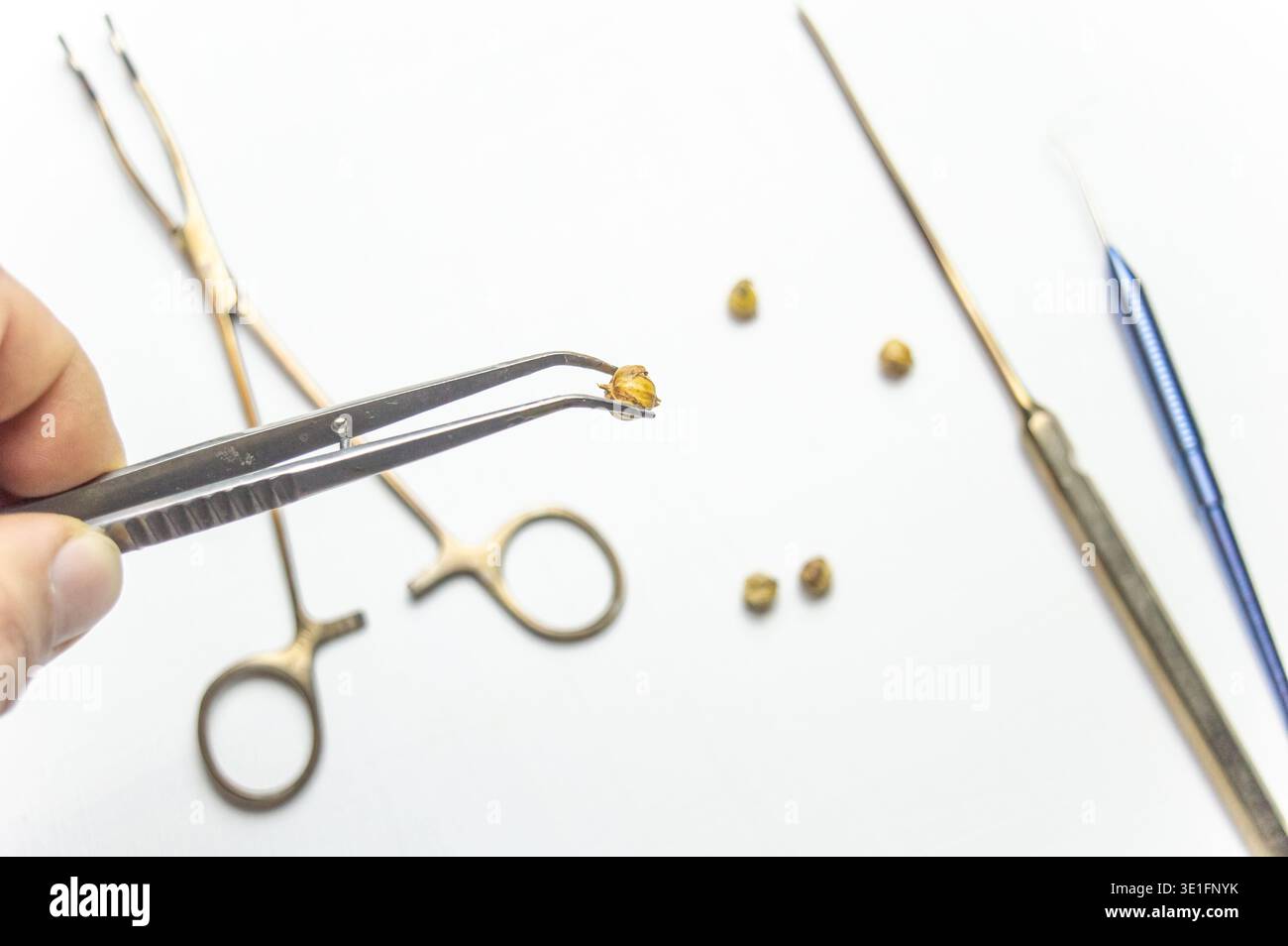 Ein Schreibtisch mit einem Notebook und einem Herbarium mit verschiedenen Pflanzen und Samen. Die Beschäftigung mit der Aufbewahrung von Skizzen und anderen biologischen Experimenten und Untersuchungen Stockfoto