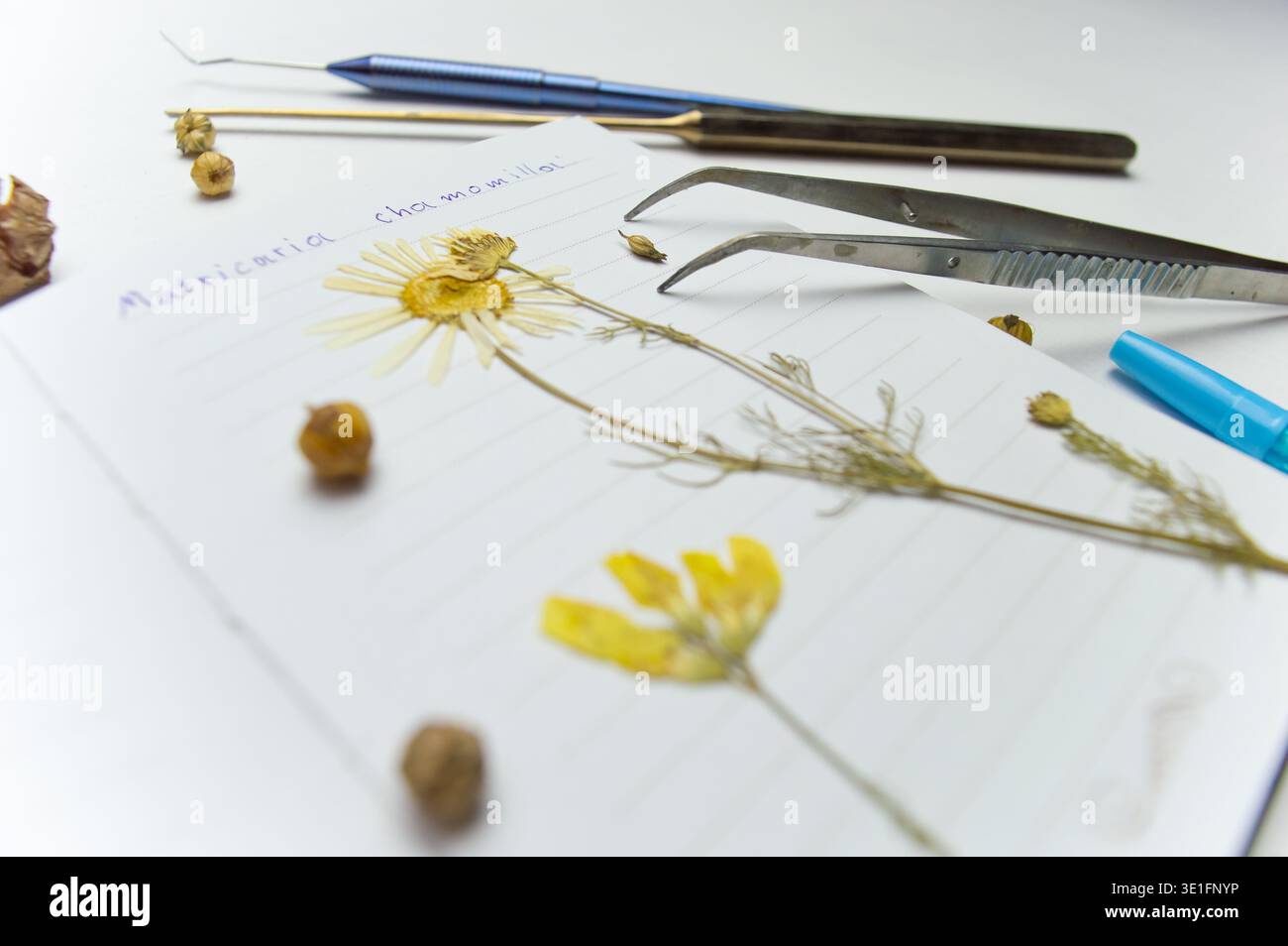 Ein Schreibtisch mit einem Notebook und einem Herbarium mit verschiedenen Pflanzen und Samen. Die Beschäftigung mit der Aufbewahrung von Skizzen und anderen biologischen Experimenten und Untersuchungen Stockfoto