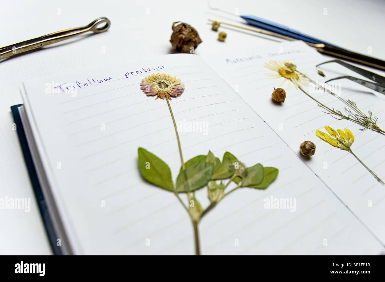 Ein Schreibtisch mit einem Notebook und einem Herbarium mit verschiedenen Pflanzen und Samen. Die Beschäftigung mit der Aufbewahrung von Skizzen und anderen biologischen Experimenten und Untersuchungen Stockfoto