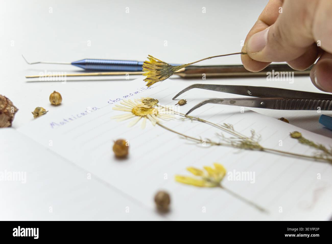 Ein Schreibtisch mit einem Notebook und einem Herbarium mit verschiedenen Pflanzen und Samen. Die Beschäftigung mit der Aufbewahrung von Skizzen und anderen biologischen Experimenten und Untersuchungen Stockfoto
