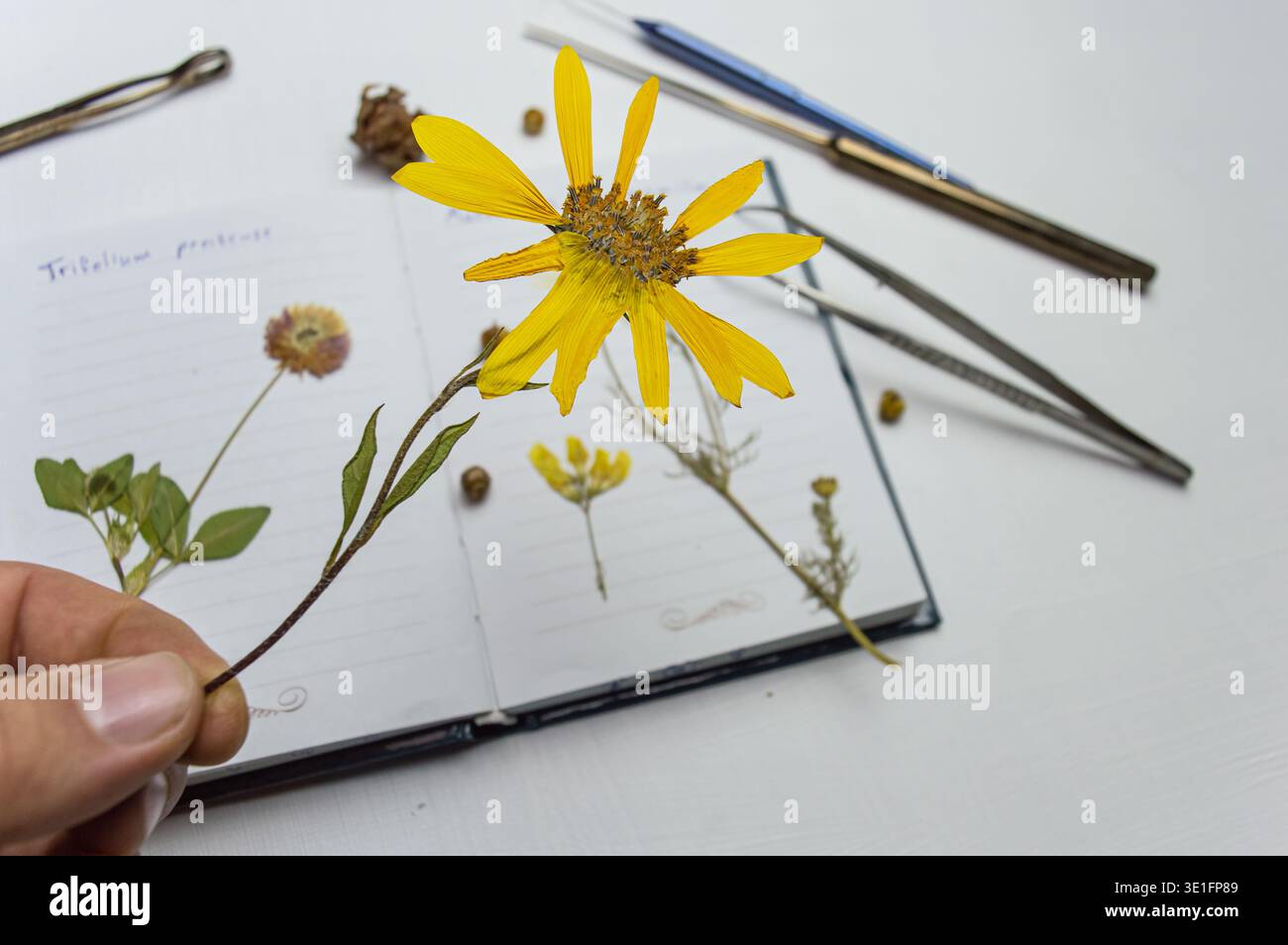 Ein Schreibtisch mit einem Notebook und einem Herbarium mit verschiedenen Pflanzen und Samen. Die Beschäftigung mit der Aufbewahrung von Skizzen und anderen biologischen Experimenten und Untersuchungen Stockfoto
