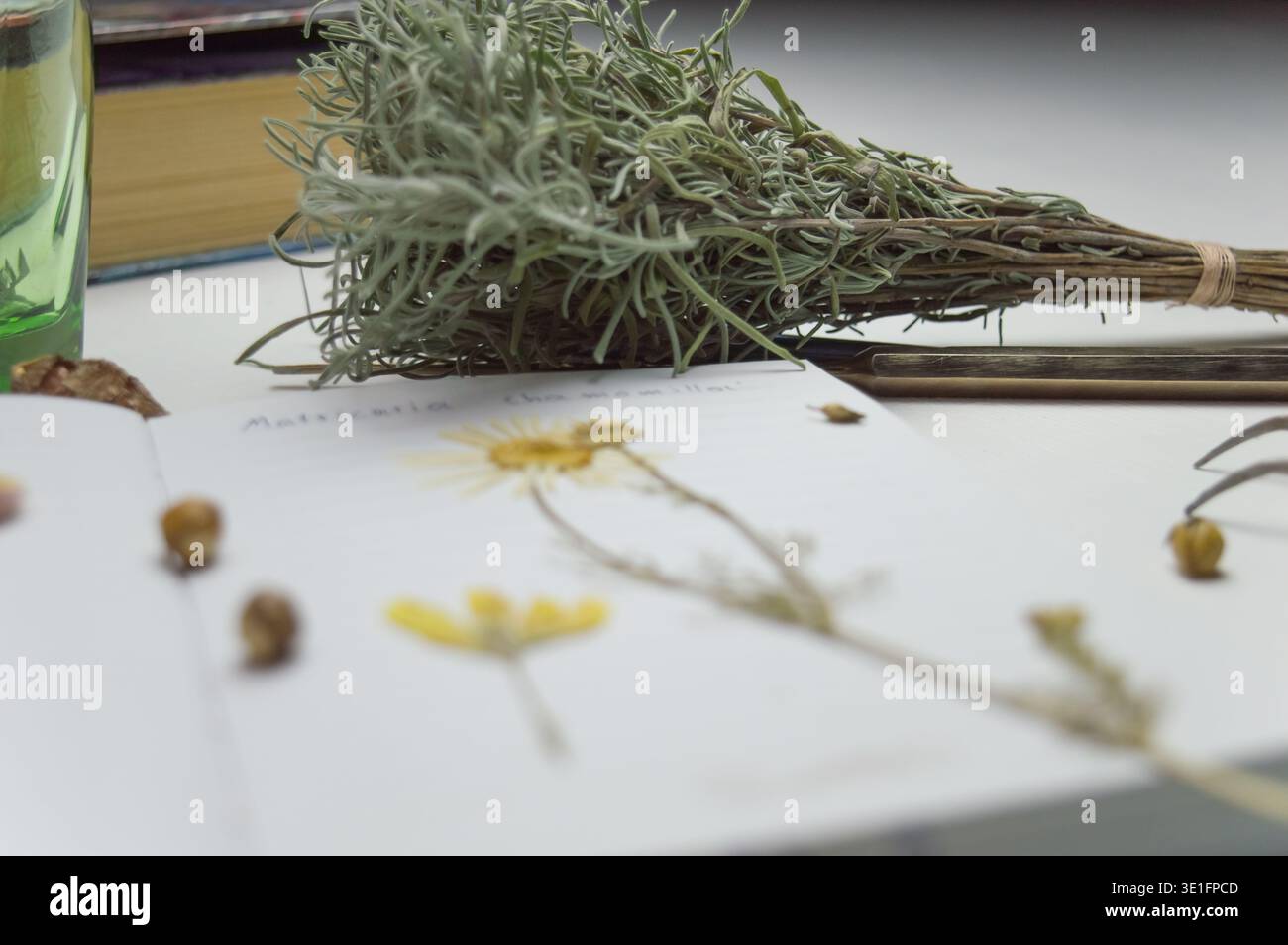 Ein Schreibtisch mit einem Notebook und einem Herbarium mit verschiedenen Pflanzen und Samen. Die Beschäftigung mit der Aufbewahrung von Skizzen und anderen biologischen Experimenten und Untersuchungen Stockfoto