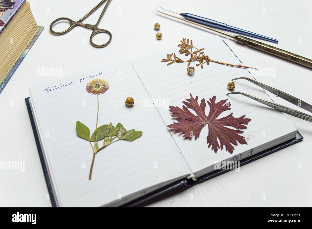 Ein Schreibtisch mit einem Notebook und einem Herbarium mit verschiedenen Pflanzen und Samen. Die Beschäftigung mit der Aufbewahrung von Skizzen und anderen biologischen Experimenten und Untersuchungen Stockfoto