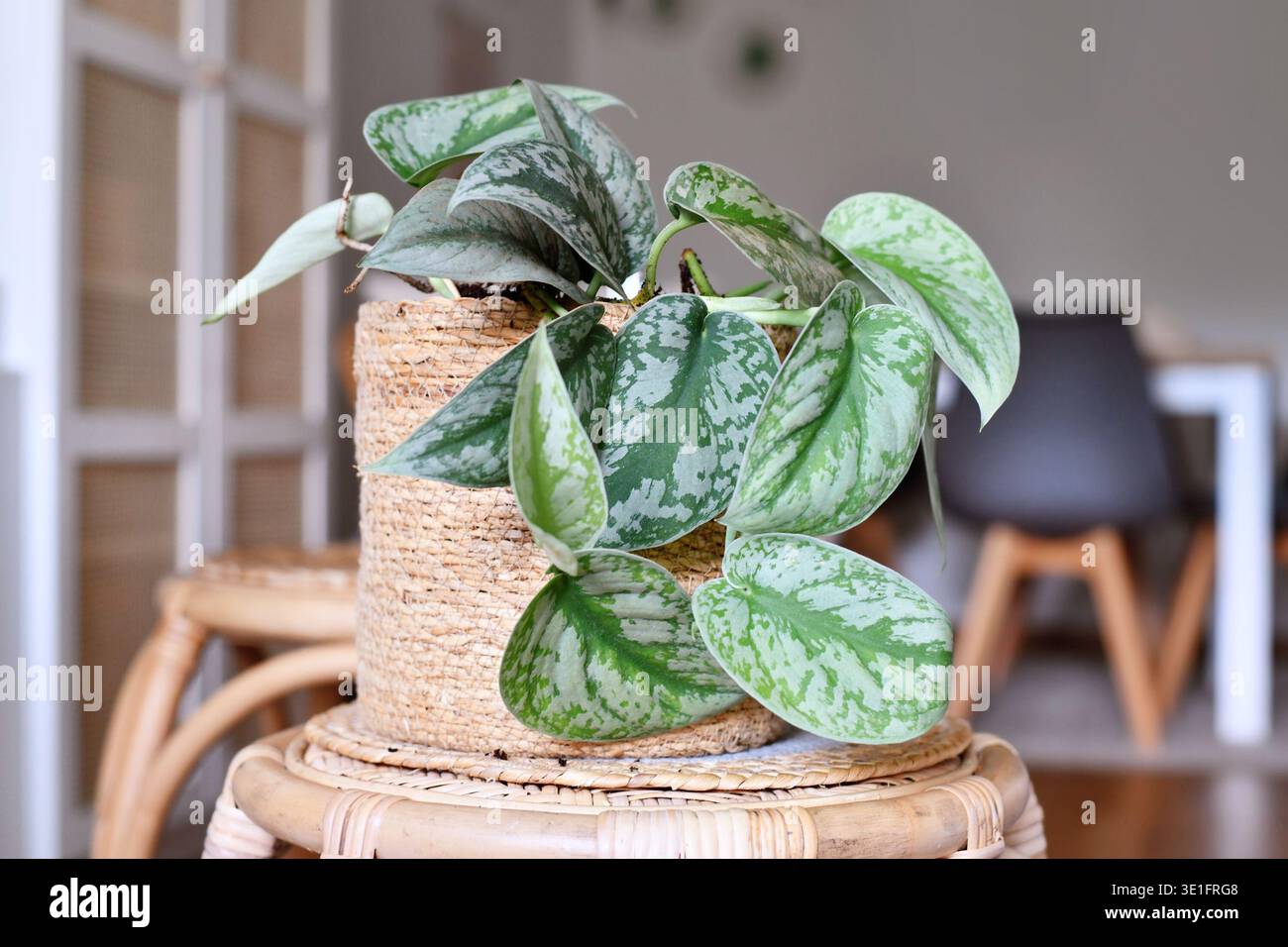 Exotische Zimmerpflanze „Scindapsus Pictus Exotica“ oder „Satin Pothos“ mit Samtstruktur und silbernem Punktmuster im Korb im Wohnzimmer Stockfoto