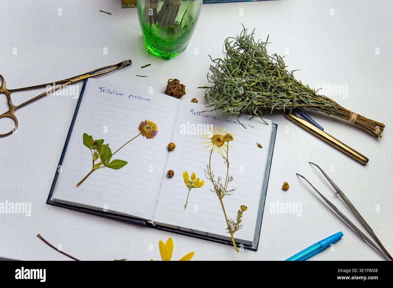 Ein Schreibtisch mit einem Notebook und einem Herbarium mit verschiedenen Pflanzen und Samen. Die Beschäftigung mit der Aufbewahrung von Skizzen und anderen biologischen Experimenten und Untersuchungen Stockfoto