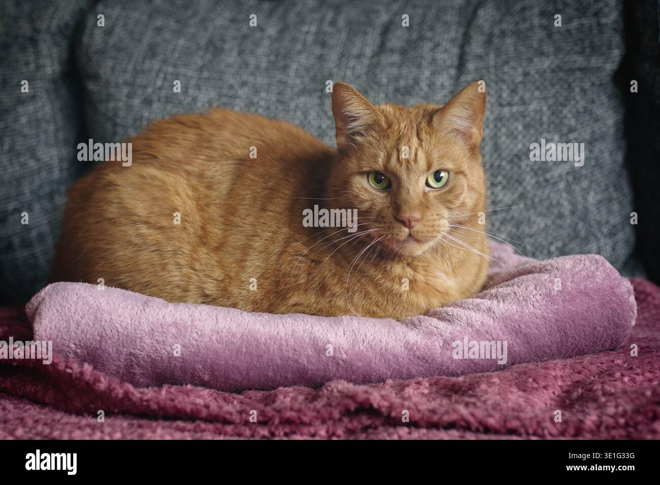 Süße orangene Katze, die auf einem Sofa chillt und neugierig in die Kamera sieht. Horizontales Bild mit weichem Fokus. Stockfoto