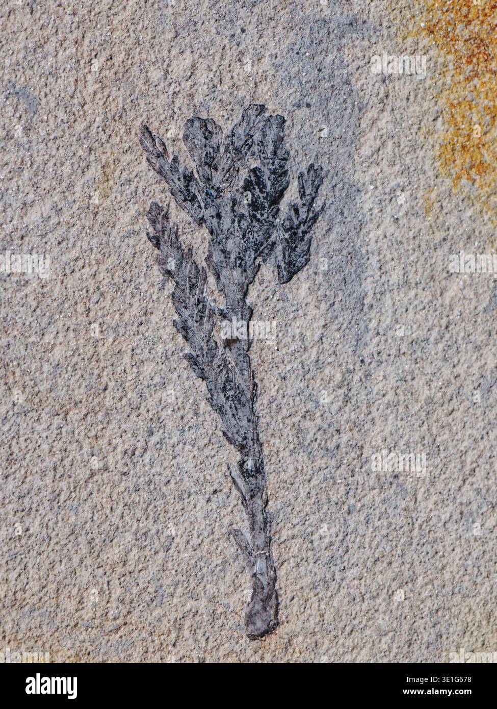 Porzellantanne (Cunninghamia sp) fossiler Blattzweig aus dem mittleren Eozän (ca. 50 mya) in Tranquille Schiefer, McAbee Fossil Beds, BC, Kanada. Stockfoto