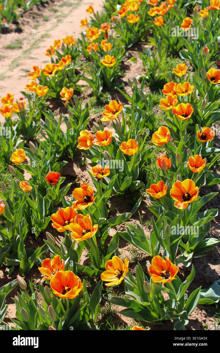 Orangen-Tulpen in der Frühlingssonne Stockfoto