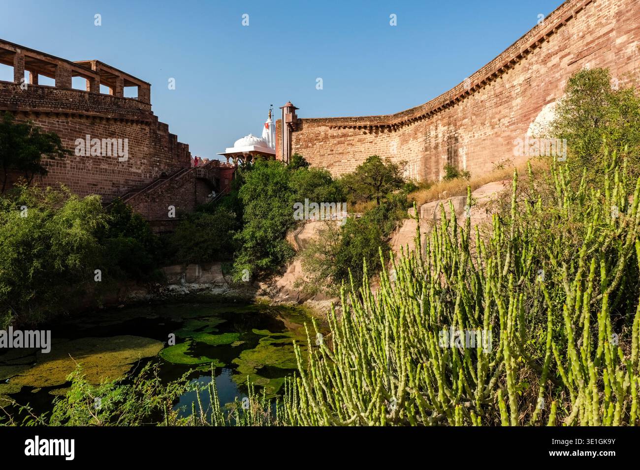 Üppig grüne Sträucher wachsen neben einem stagnierenden Teich am Fuße der majestätischen Mehrangarh Fort Mauern in der Nähe des Chamunda Mataji Tempels in Jodhpur. Stockfoto