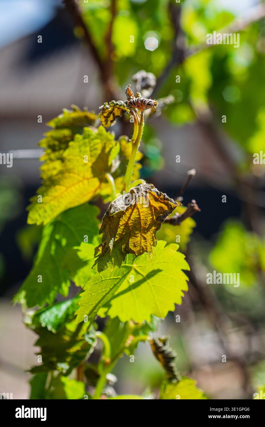 Nahaufnahme eines jungen Weinrebentriebes mit vergilbten und verwelkten Blättern, die durch Frühlingsfrost in einem sonnigen Garten beschädigt wurden, was den Stress und das Risiko von Pflanzen veranschaulicht Stockfoto