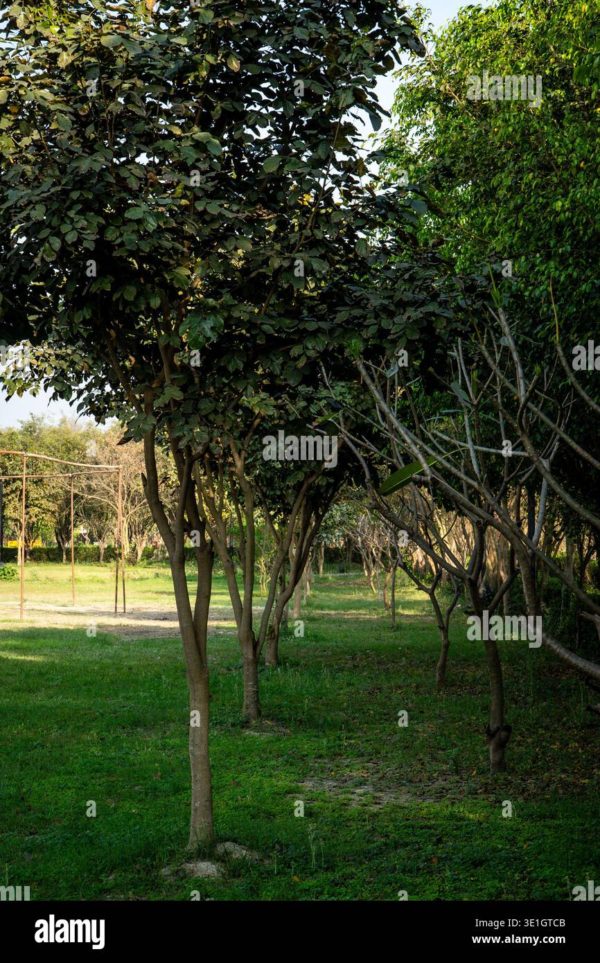 Üppiger grüner Walkway umgeben von dickem Laub in einem friedlichen Garten Stockfoto