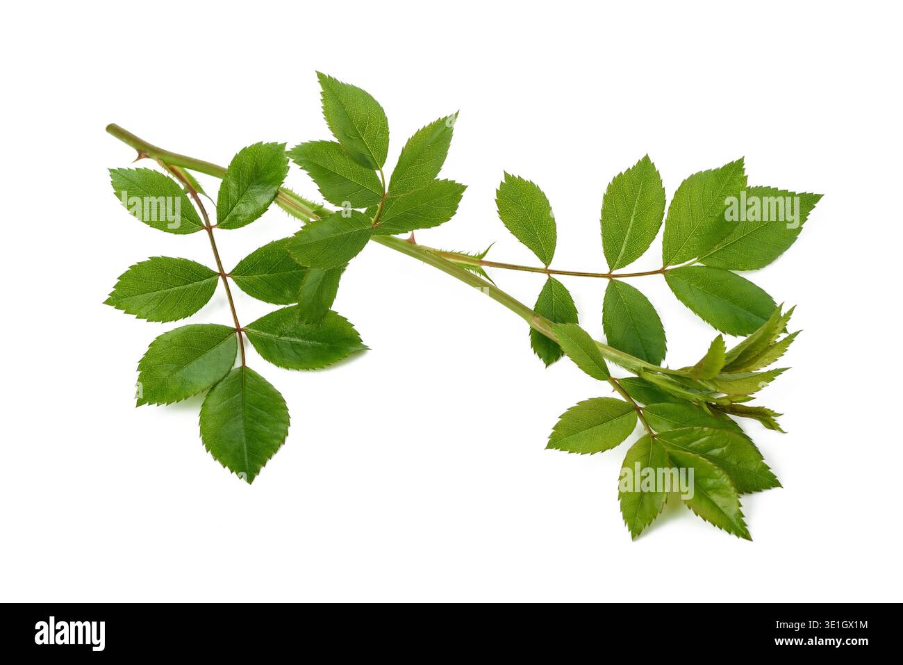 Rosenzweig mit grünen Blättern isoliert auf weiß Stockfoto