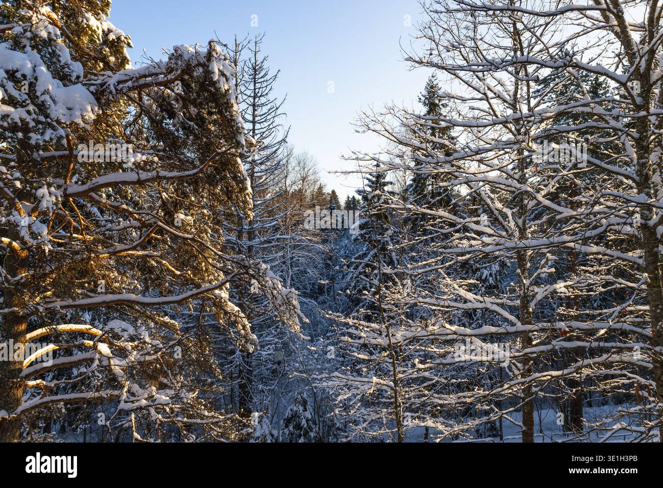 Schneebedeckte Waldbäume, die in warmer Wintersonne leuchten Stockfoto
