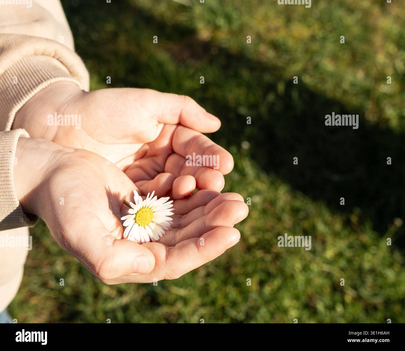 Kind, das bei hellem Sonnenlicht eine Gänseblümchenblume in einer Hand hält Stockfoto
