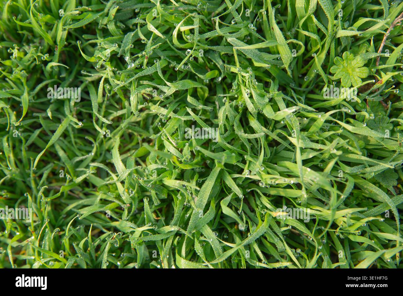 Der Hintergrund besteht aus frischem Frühlingsgras mit Tau. Ansicht der Grasstruktur von oben. Rasenrasen weniger als 10 cm. Hochwertige Fotos Stockfoto