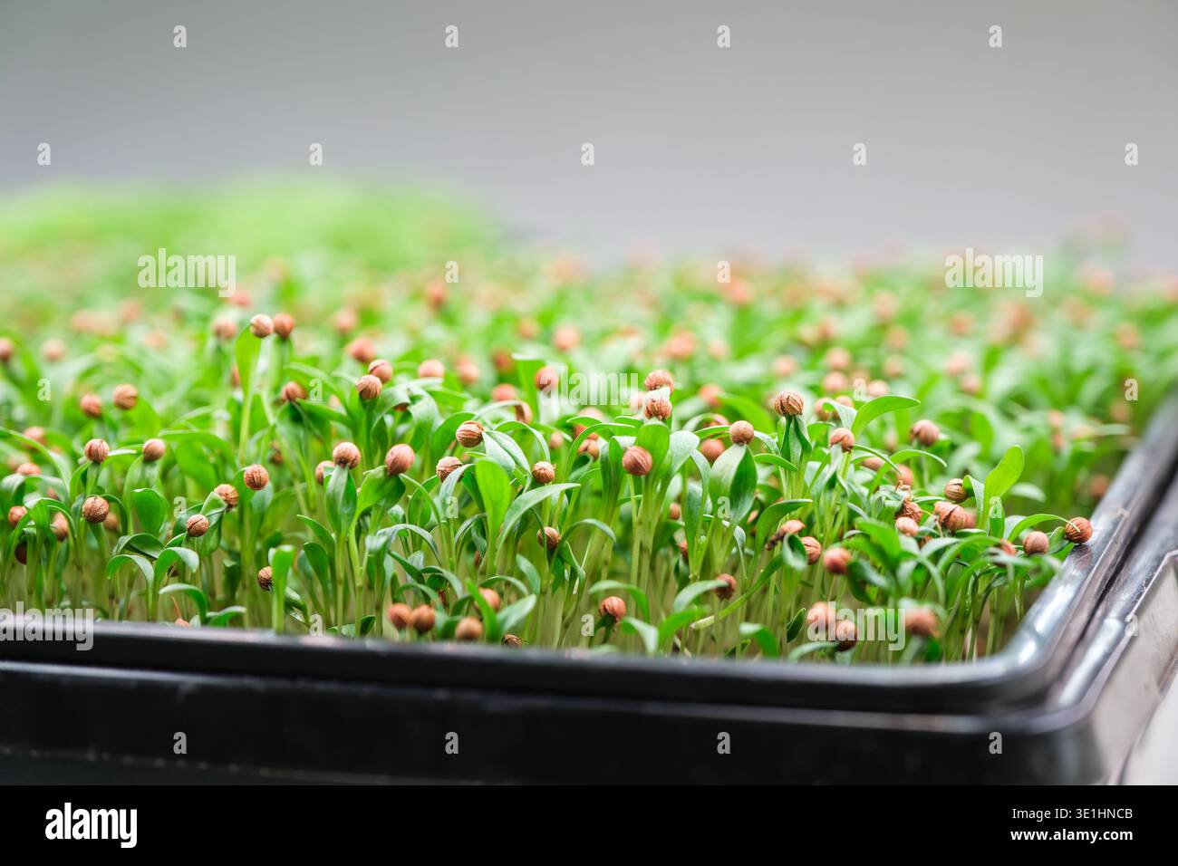 Kleine Setzlinge mit grünen Blättern und braunen Samenköpfen, die dicht in einer schwarzen Kunststoffschale wachsen, zeigen die frühe Pflanzenentwicklung in einer kontrollierten Umgebung Stockfoto