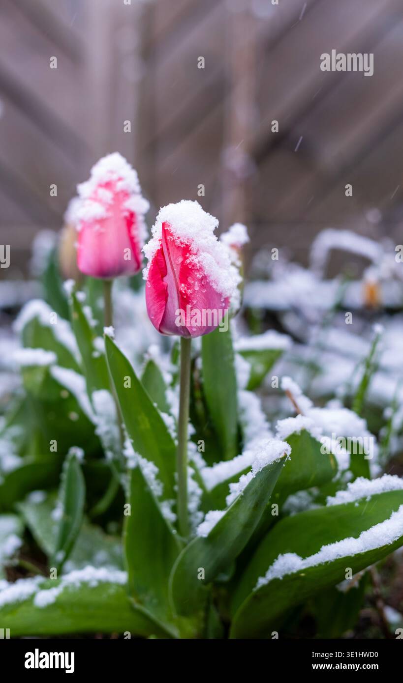 Wunderschöne pinkfarbene Tulpen mit weißem Schnee in einer Gartenumgebung. Der Kontrast zwischen zarten Frühlingsblumen und winterlichem Wetter erzeugt ein markantes s Stockfoto