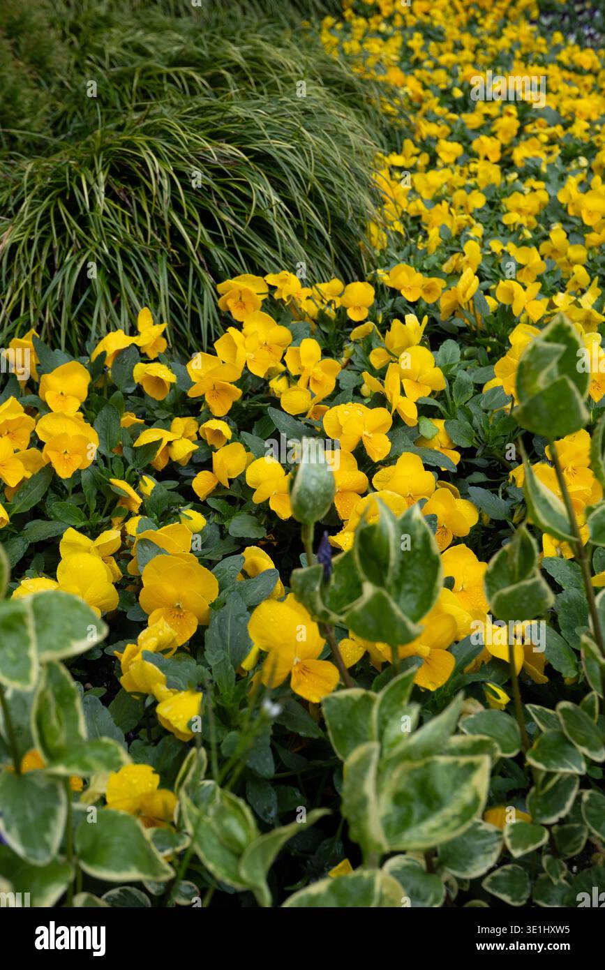 Gelbe Viola Stiefmütterchen blühen in einem bunten Zierbeet im botanischen Garten von Cascate di Varone im Trentino Südtirol nördlich davon Stockfoto