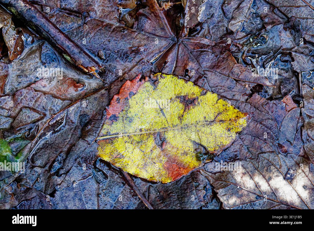 Ein feuchtes grünes Blatt liegt auf einem Bett aus größeren braunen Blättern in einer feuchten Sammlung von Herbststreu, Chesham Woods Local Nature Reserve, Bury. Stockfoto