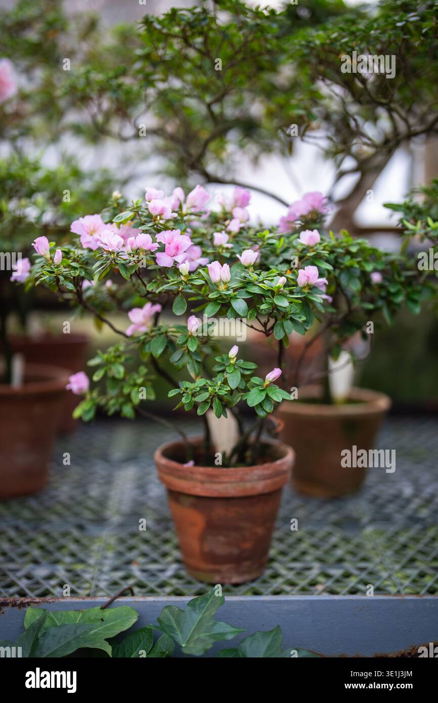Tisch mit blühenden, bunten Azaleen-Blumenpflanzen in kleinen Töpfen in Orangerie, Frühling im Gewächshaus. Stockfoto