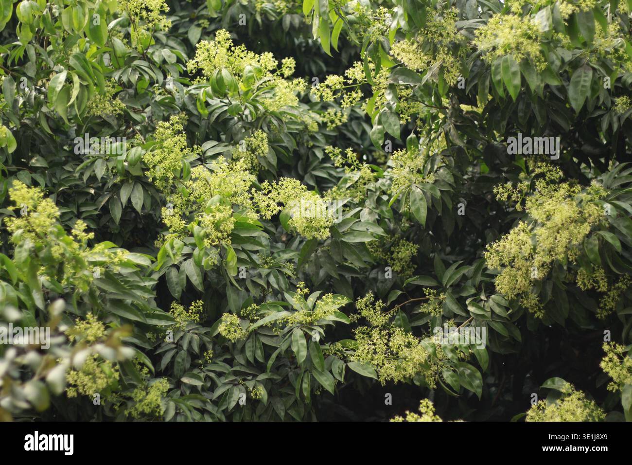 Litchi-Baum blüht auf Ästen mit grünen Blättern in einer natürlichen Umgebung im Freien Stockfoto