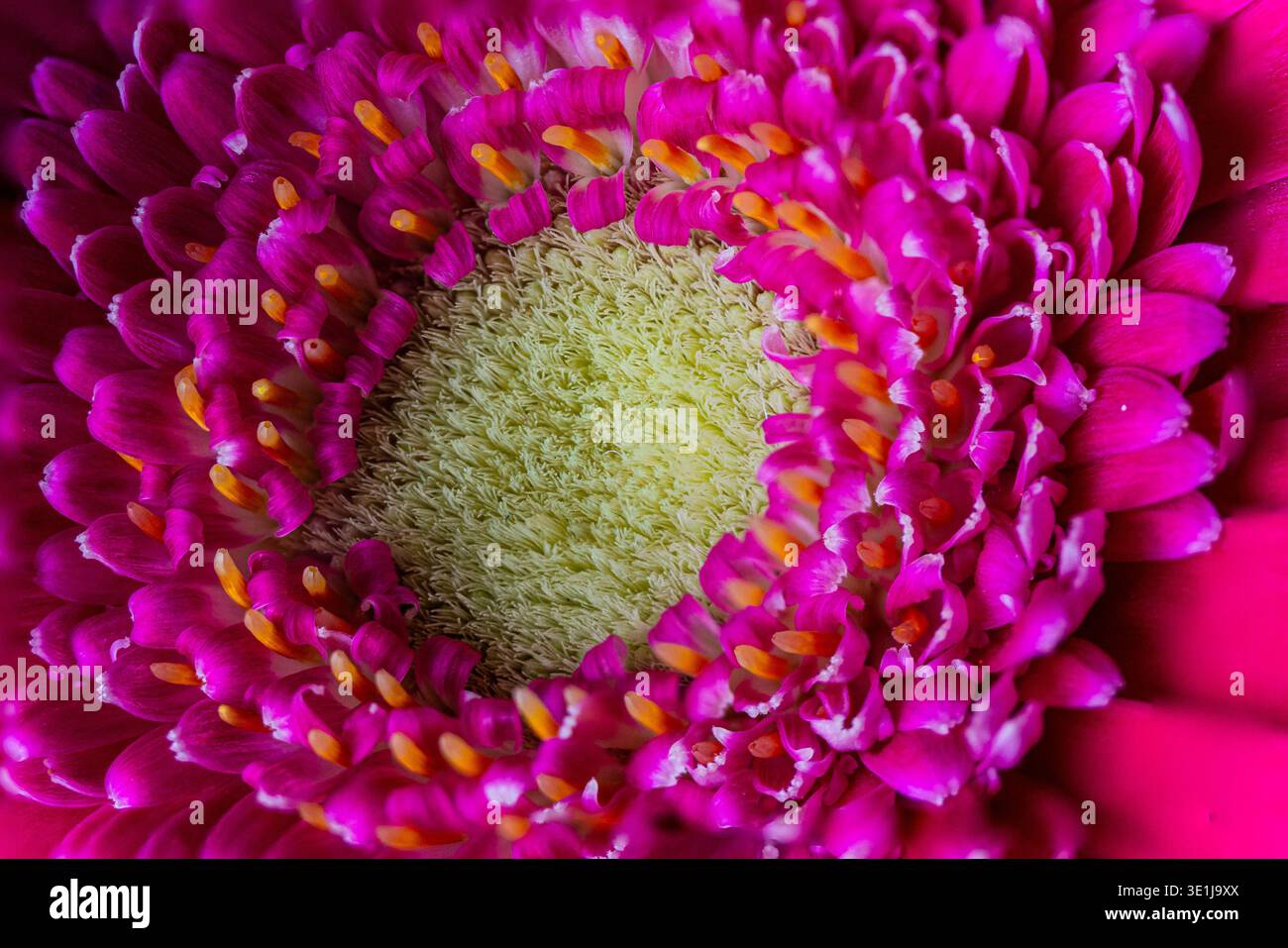 Nahaufnahme von rosa Gerbera Gänseblümchen Stockfoto