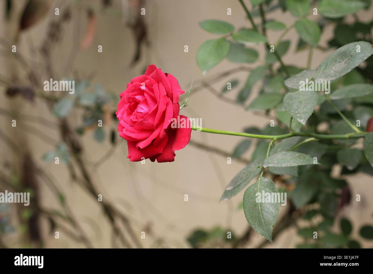 Nahaufnahme einer einzelnen blühenden roten Rosenblume in einem Garten mit natürlichem Hintergrund Stockfoto