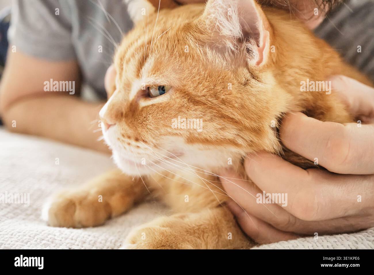Männliche Hände streicheln sanft eine orangene Tabbykatze während eines liebevollen Moments Stockfoto