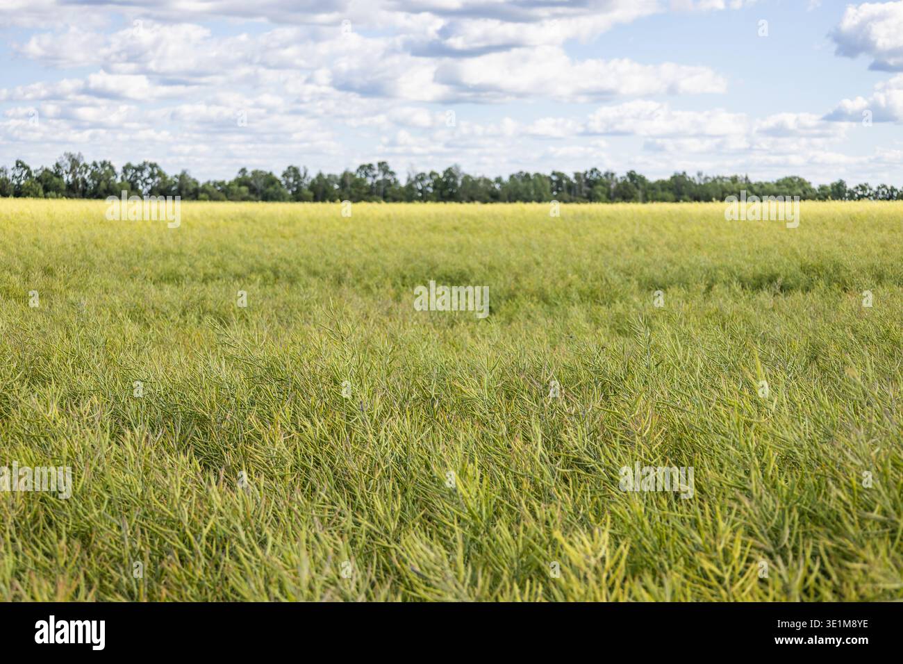 Landwirtschaftliche Landschaft mit reifendem Gerstenfeld Stockfoto