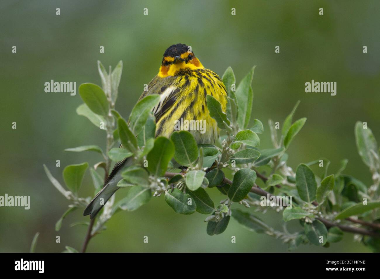 Männlicher Cape May Warbler (Setophaga tigrina) im Zuchtgefieder, der auf einem aufblühenden Zweig sitzt und einen Blick auf den Onondaga Lake Park in Syracuse, NY, USA hat. Stockfoto