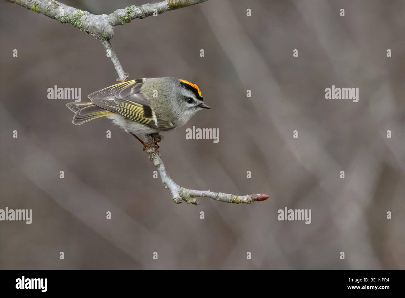 Männliches, goldgekröntes Kinglet (Regulus satrapa) mit orangefarbenem und gelbem Wappen, das auf einem Zweig in Syracuse, New York, USA, thront. Stockfoto