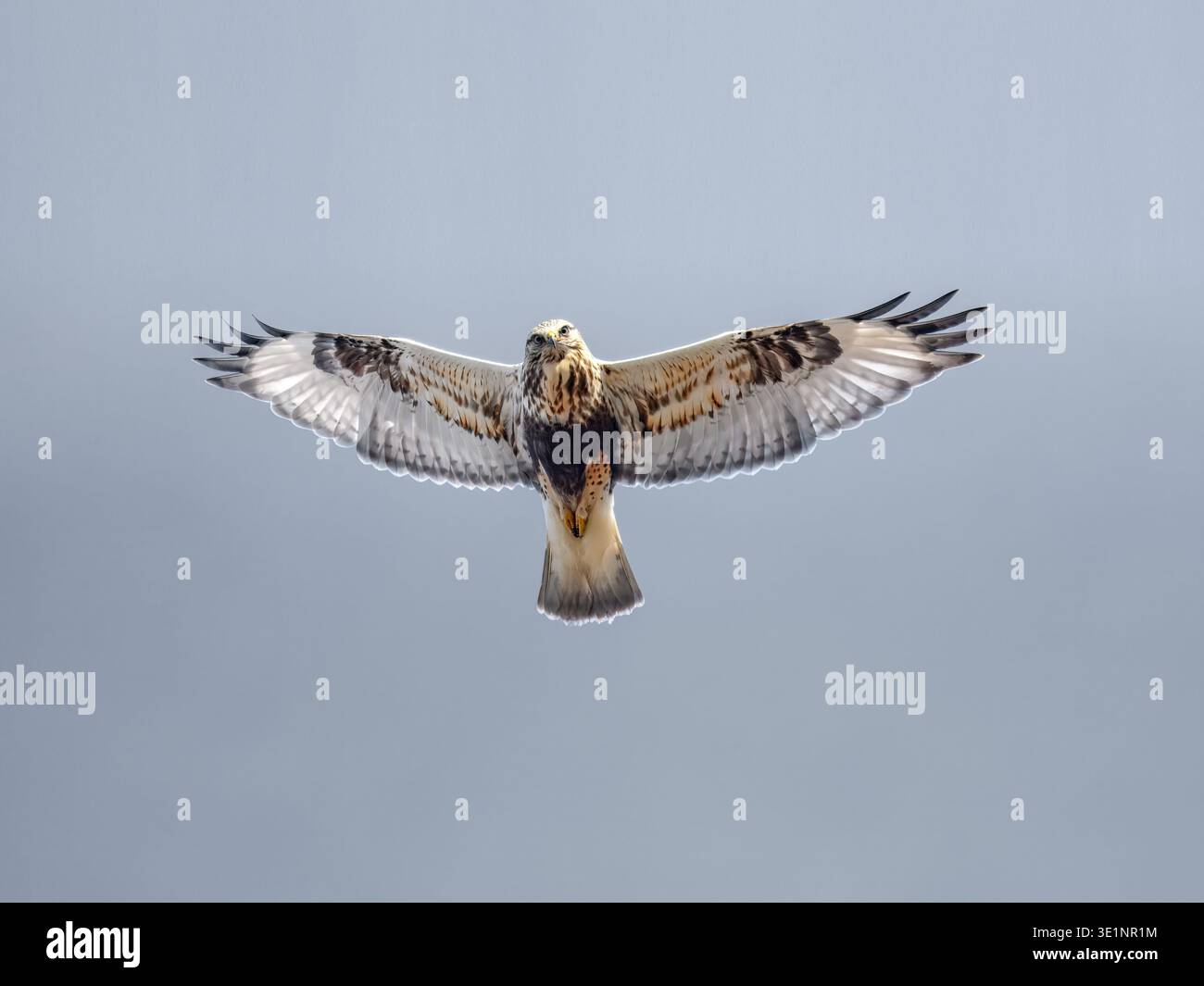Symmetrische Sicht auf einen weiblichen Lichtmorphen raubeinigen Hawk (Buteo lagopus) im Flug auf der Point Peninsula WMA, New York, USA. Stockfoto