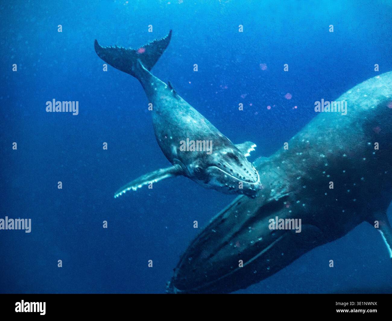 Ein Buckelwal schwimmt neben seiner Mutter im tiefblauen Ozean. Stockfoto