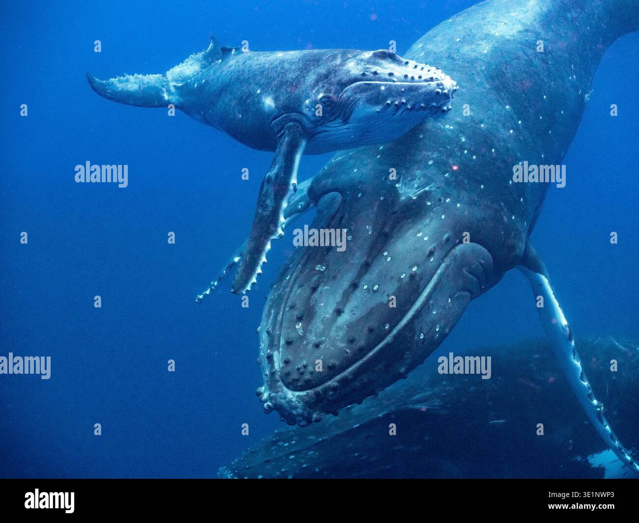 Eine Mutter Buckelwal schwimmt mit ihrem Kalb im tiefblauen Ozean. Das Kalb befindet sich über seiner Mutter und scheint, als ob es wi spielt oder interagiert Stockfoto