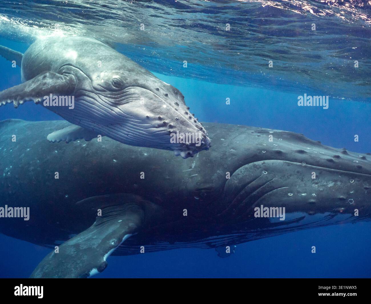 Eine Mutter Buckelwal schwimmt mit ihrem Kalb nahe der Meeresoberfläche. Das Kalb wird über und vor seiner Mutter positioniert und scheint gu zu sein Stockfoto