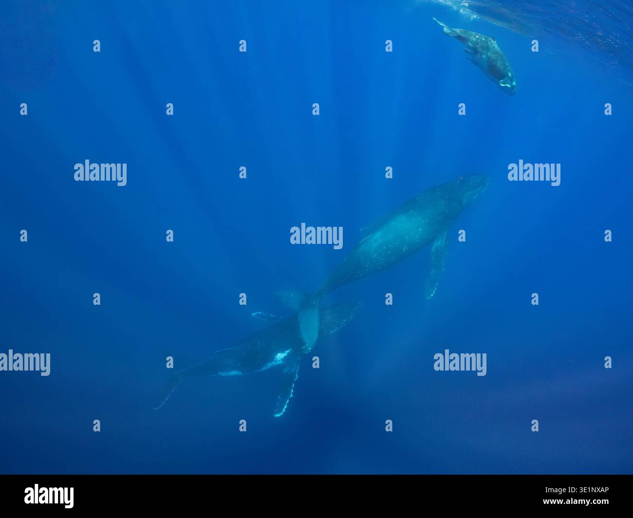 Eine Mutter Buckelwal schwimmt mit ihrem Kalb im klaren blauen Ozean, ein anderes Kalb schwimmt darüber. Die Sonnenstrahlen filtern durch das Wasser Stockfoto