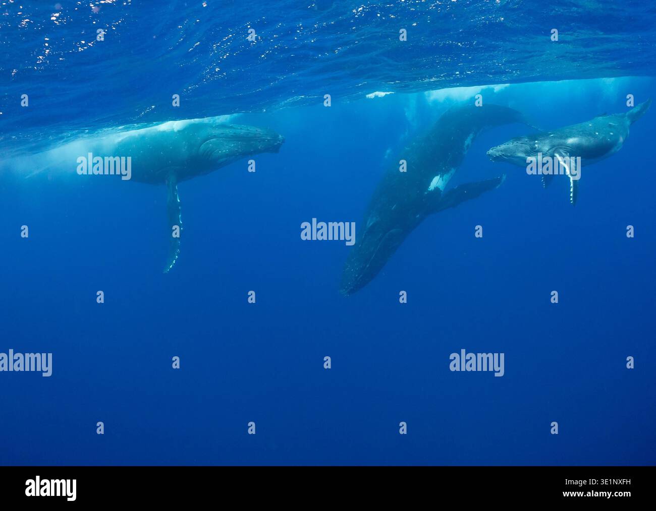 Drei Buckelwale schwimmen im tiefblauen Ozean. Der größte Wal befindet sich in der Mitte, mit einem kleineren Wal rechts und einem anderen links. Die Stockfoto