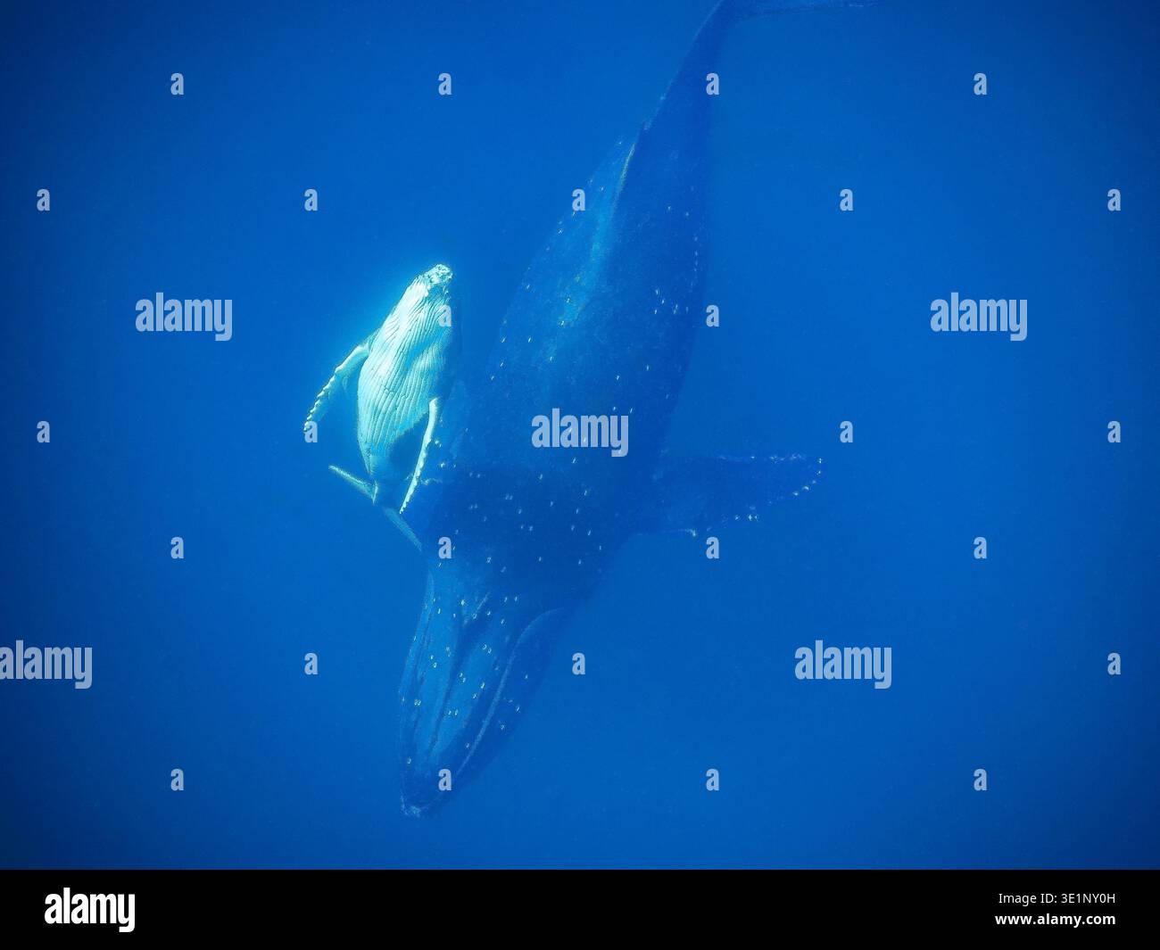 Eine Mutter Buckelwal schwimmt mit ihrem Kalb im tiefblauen Ozean. Stockfoto