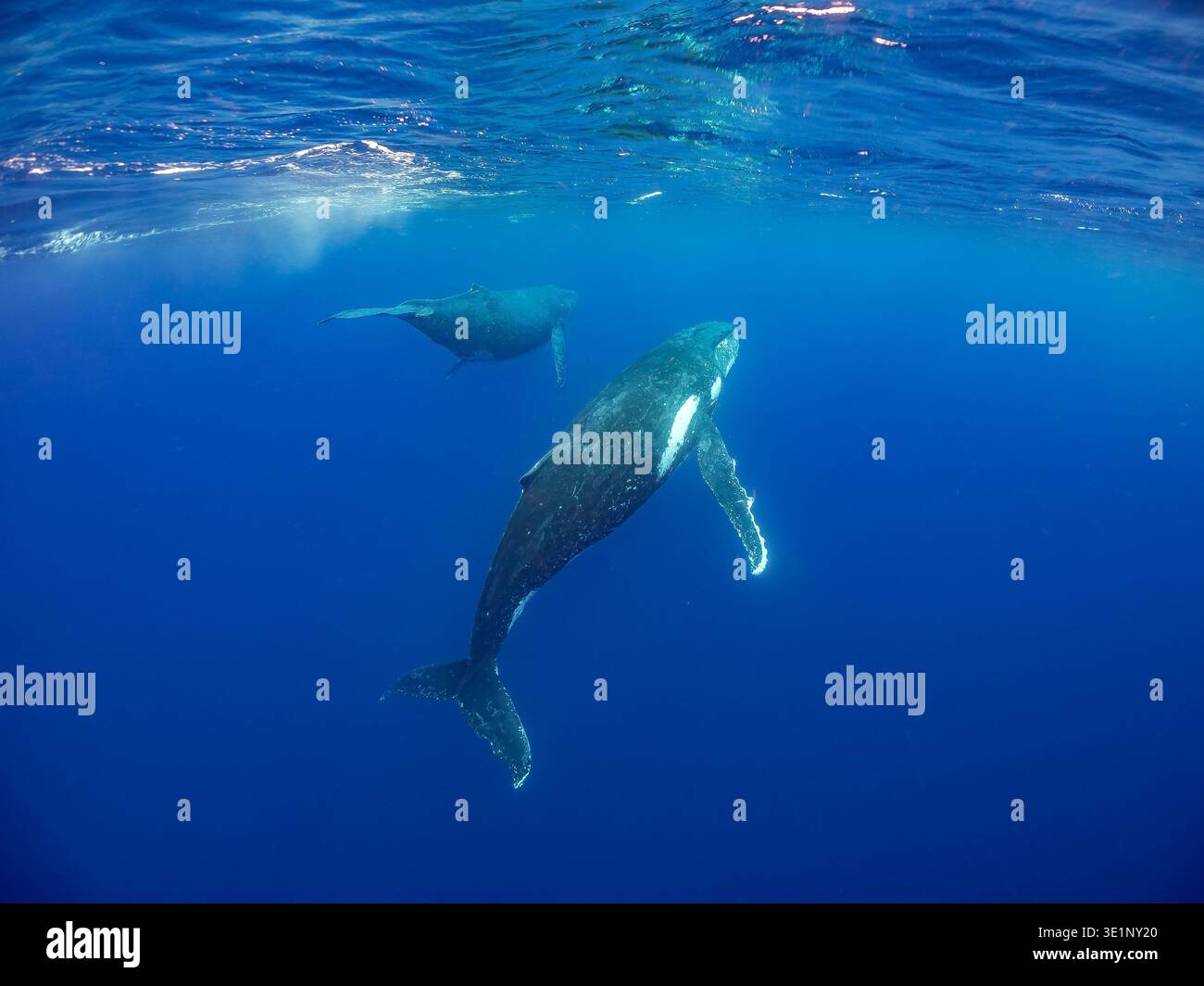 Zwei Buckelwale schwimmen im tiefblauen Ozean. Der Wal im Vordergrund ist größer und näher an der Kamera und zeigt seine Brustflosse und den Unterboden Stockfoto