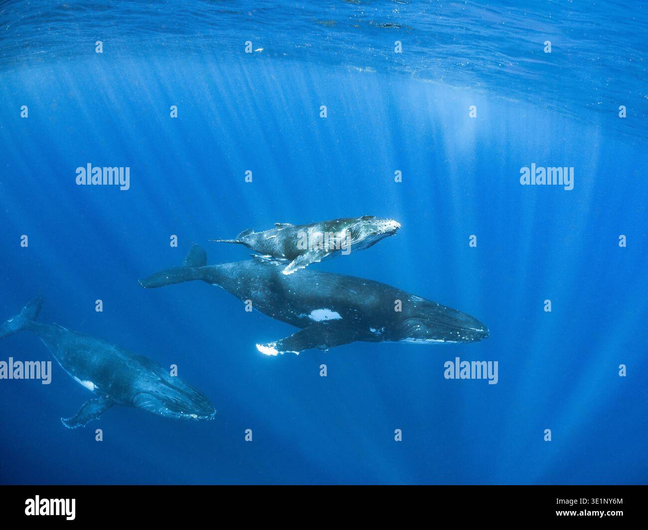 Eine Mutter Buckelwal schwimmt mit ihrem Kalb, während ein anderer Wal in der Nähe im klaren blauen Ozean schwimmt. Stockfoto