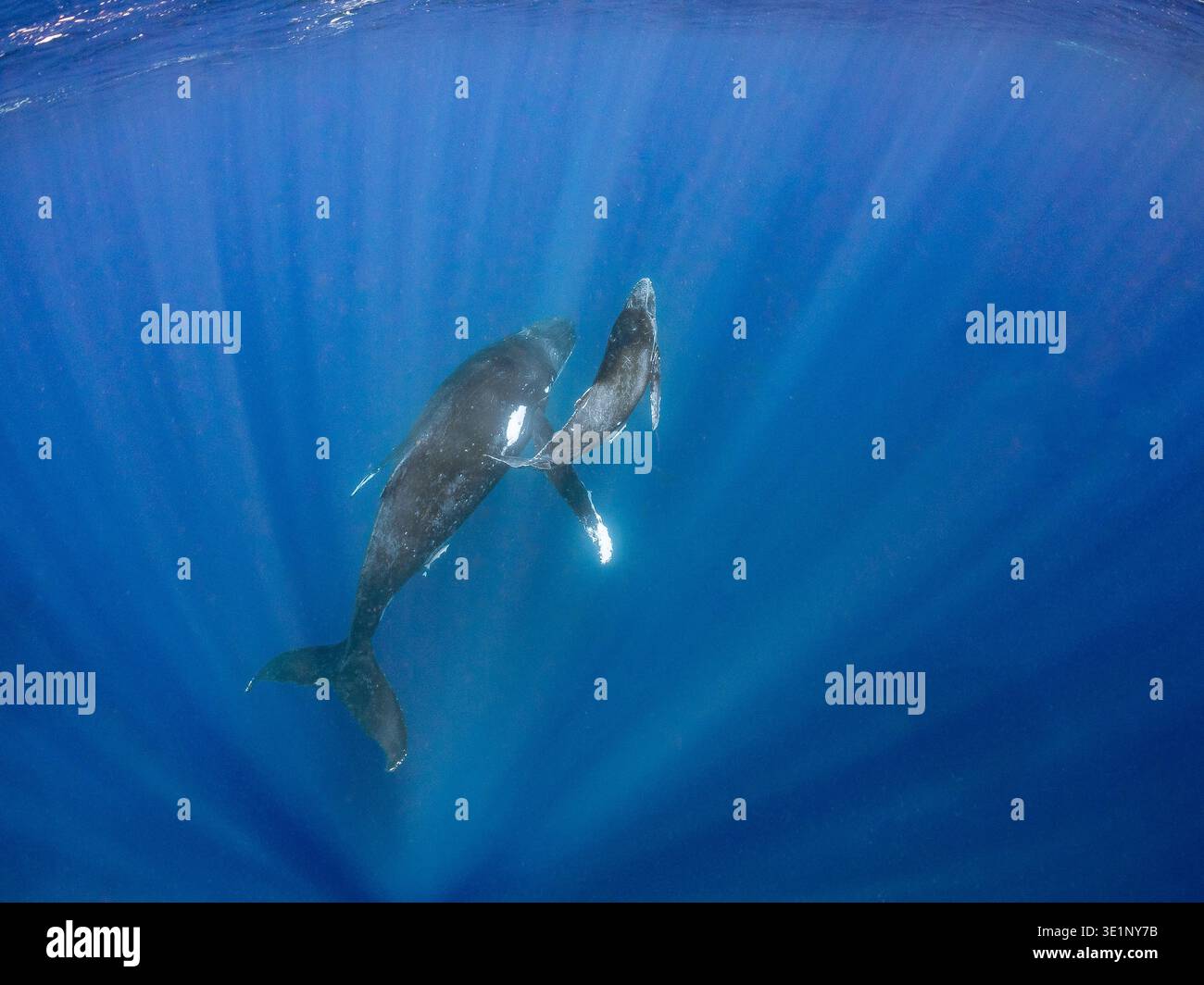 Eine Mutter Buckelwal schwimmt mit ihrem Kalb im tiefblauen Ozean, beleuchtet von Sonnenstrahlen, die von oben filtern. Stockfoto