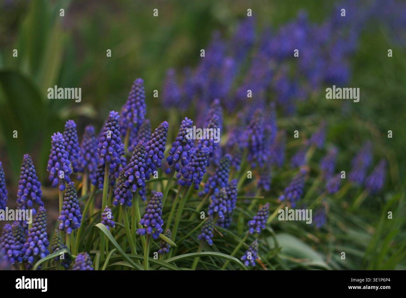 Muscari vernachlässectum, Hyazinthe blüht im Frühlingsgarten Stockfoto