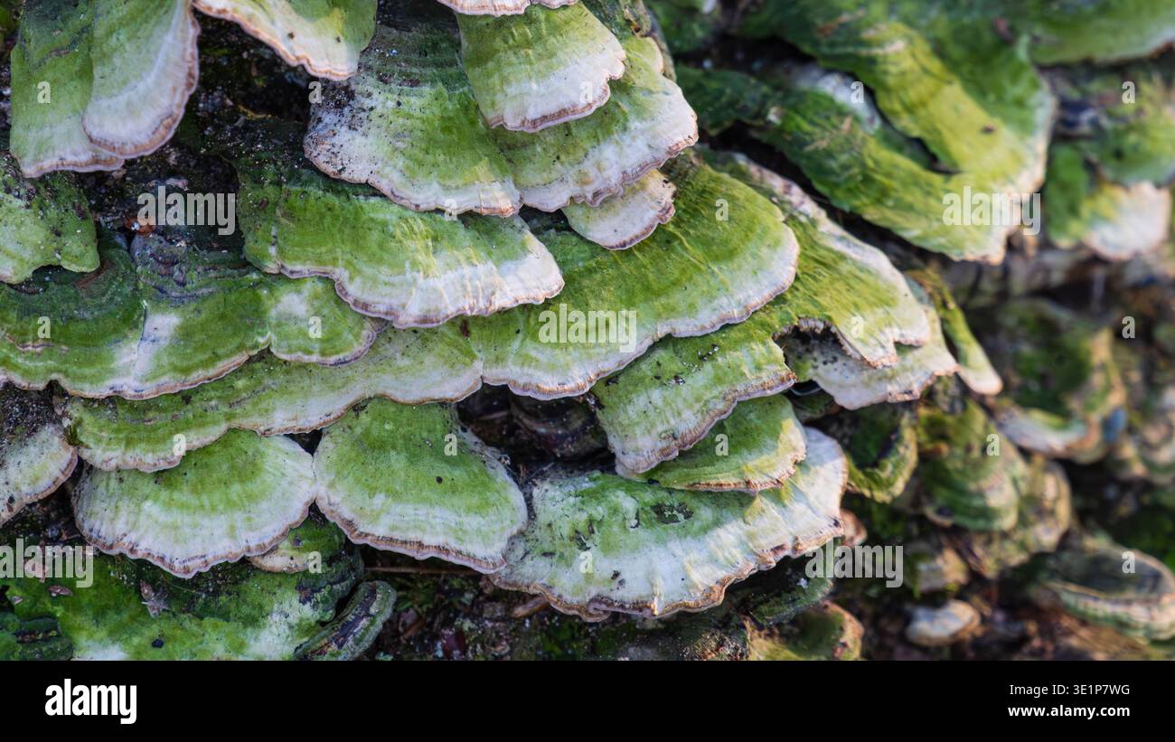 Closup Detailaufnahme einer großen Gruppe von klumpigen Klammern (Trametes gibbosa) Schelpilzen, die auf Baumrinde wachsen. Grüner und weißer Polyporpilz Stockfoto