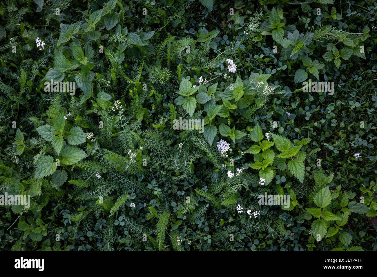 Üppig grüne Pflanzen bedecken den Boden Stockfoto