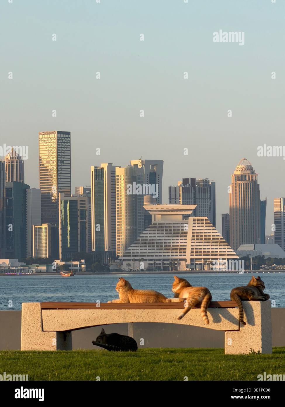 Katzen, die auf einer Bank ruhen, mit der Skyline von Doha im Hintergrund, Katar, Naher Osten - Smartphone-aufgenommenes Stockfoto