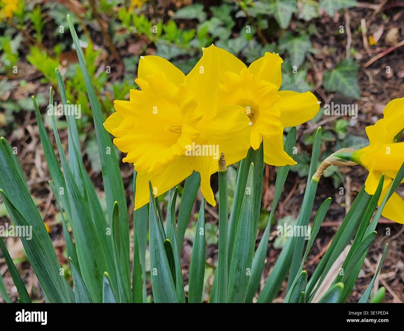 Narcissus pseudonarcissus, gemeinhin als Wilde Narzissen oder Lent Lilie bezeichnet Stockfoto