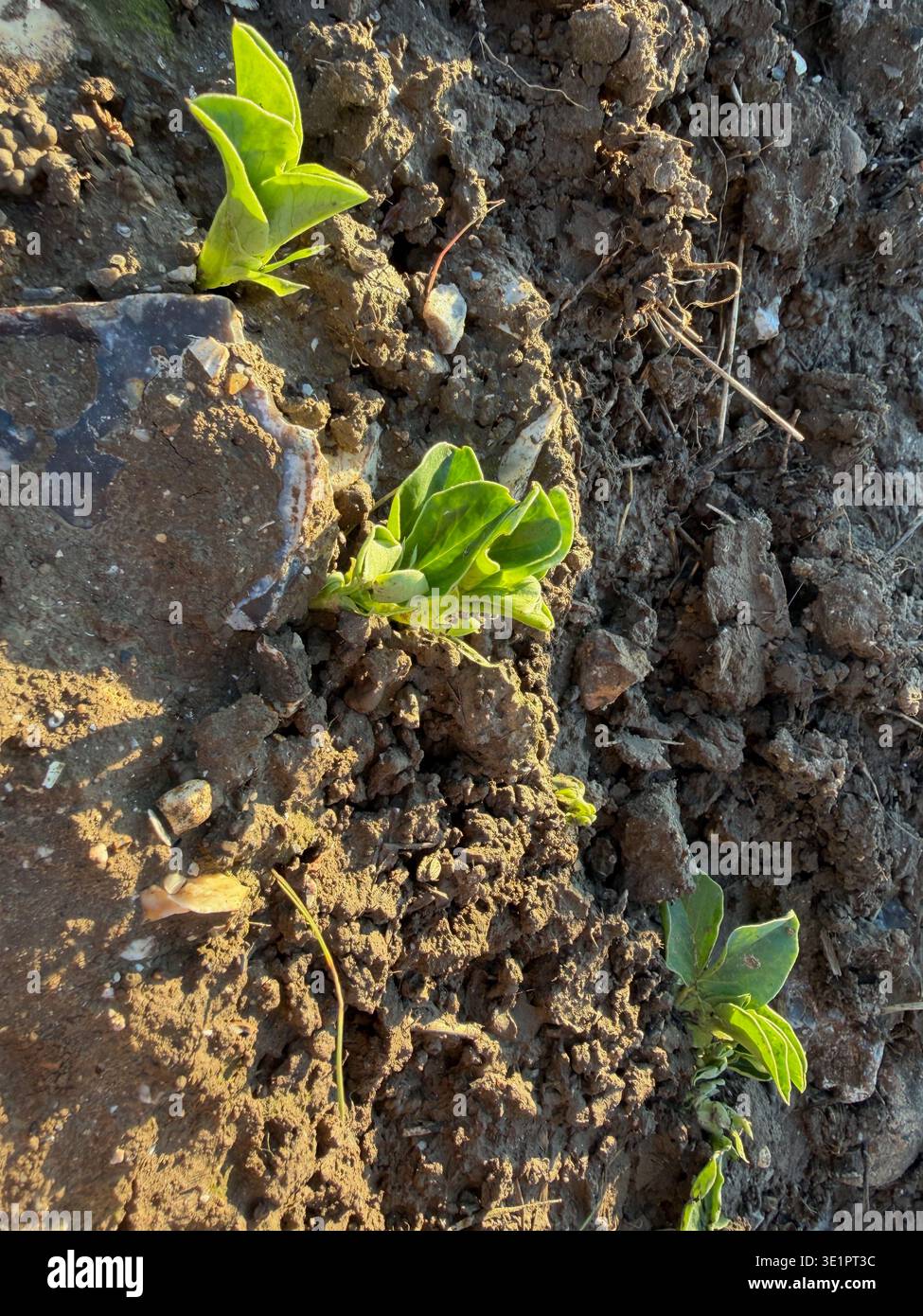 Junge grüne Setzlinge aus dunkelbraunem Boden in einem Gartenbett mit warmem Frühlingssonnenlicht, Nahaufnahme von oben Stockfoto
